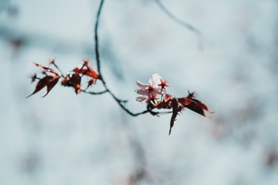 Tilt shift lens of white and red flowers
